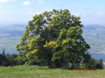 Dateiname=CIMG2905.JPG
Dateigröße=2209KB
Abmessungen: 2048x1536
hinzugefügt am: 21. September 2010 CIMG2905.JPG