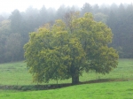 Dateiname=CIMG3027.JPG
Dateigröße=1632KB
Abmessungen: 2048x1536
hinzugefügt am: 23. Oktober 2010 CIMG3027.JPG