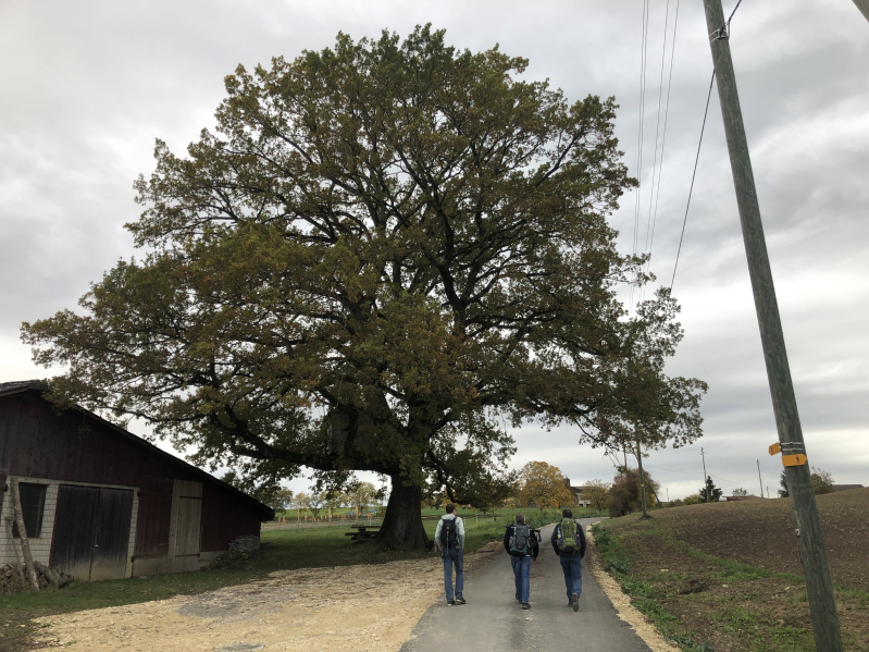 Richtiger Öschi von einem Baum vor Schleitheim
